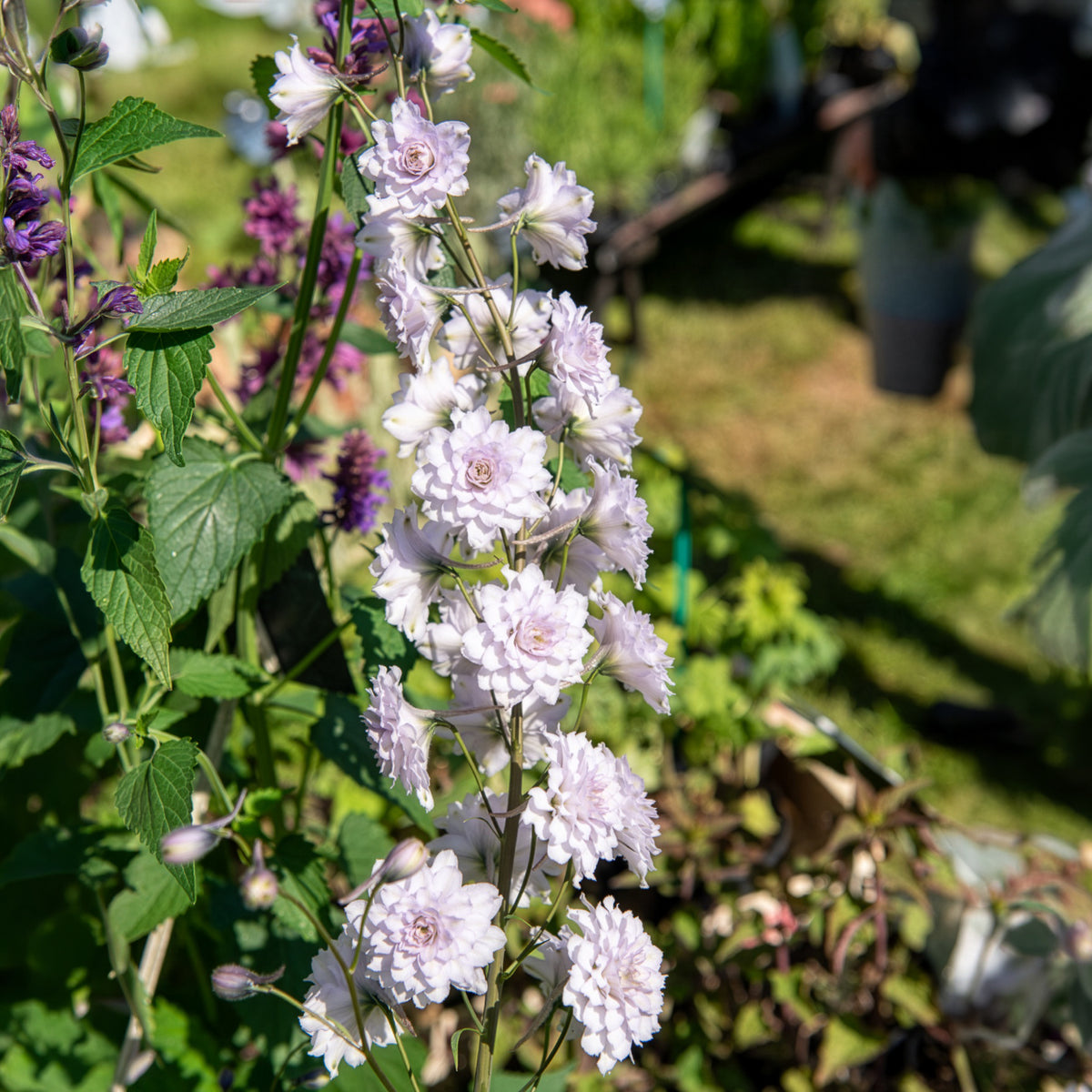 Grand delphinium Highlander Cha-Cha