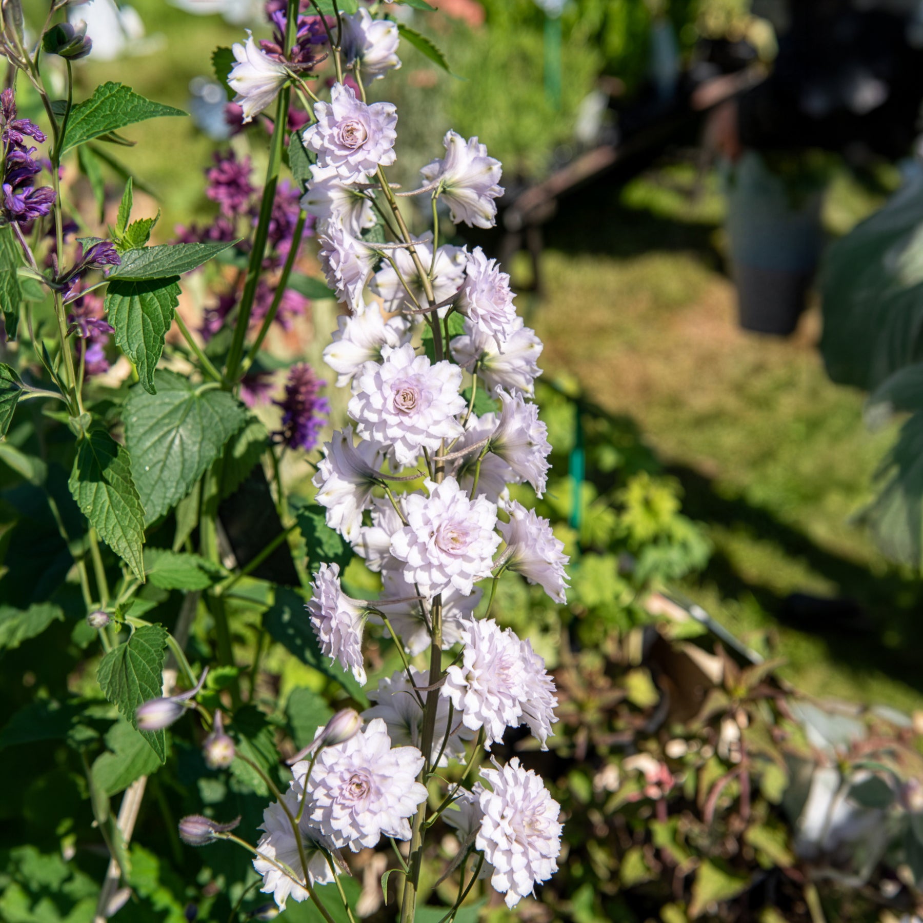 Grand delphinium Highlander Cha-Cha