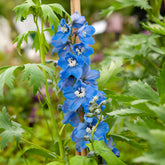 Delphinium géant Summer Skies - Willemse