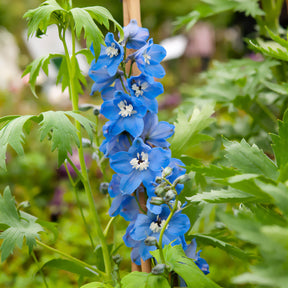 Delphinium géant Summer Skies - Willemse