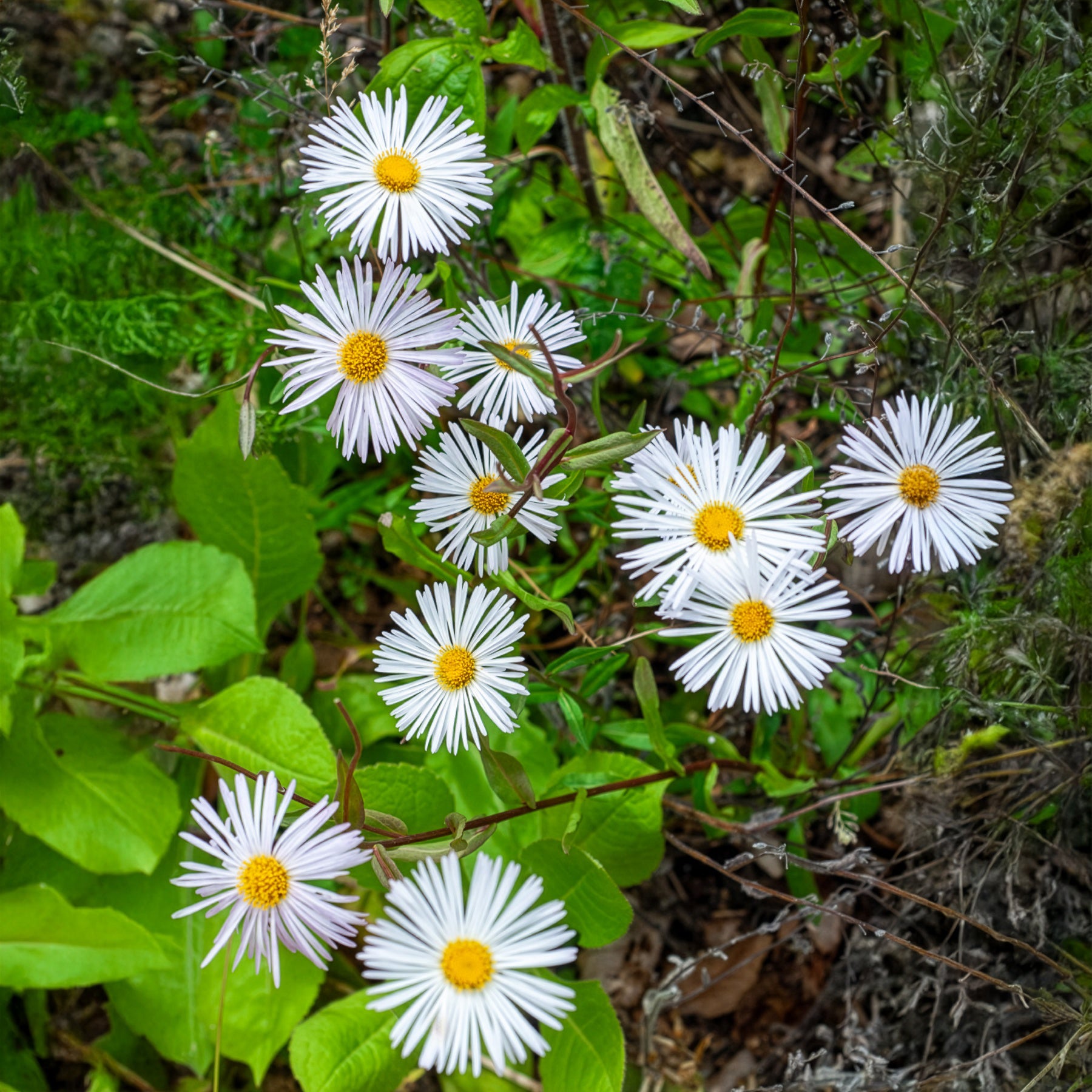 Erigeron Sommerneuschnee - Vergerette Sommerneuschnee - Erigeron - Erigeron