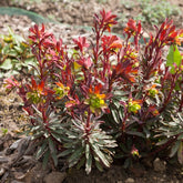Euphorbe des bois pourpre - Willemse
