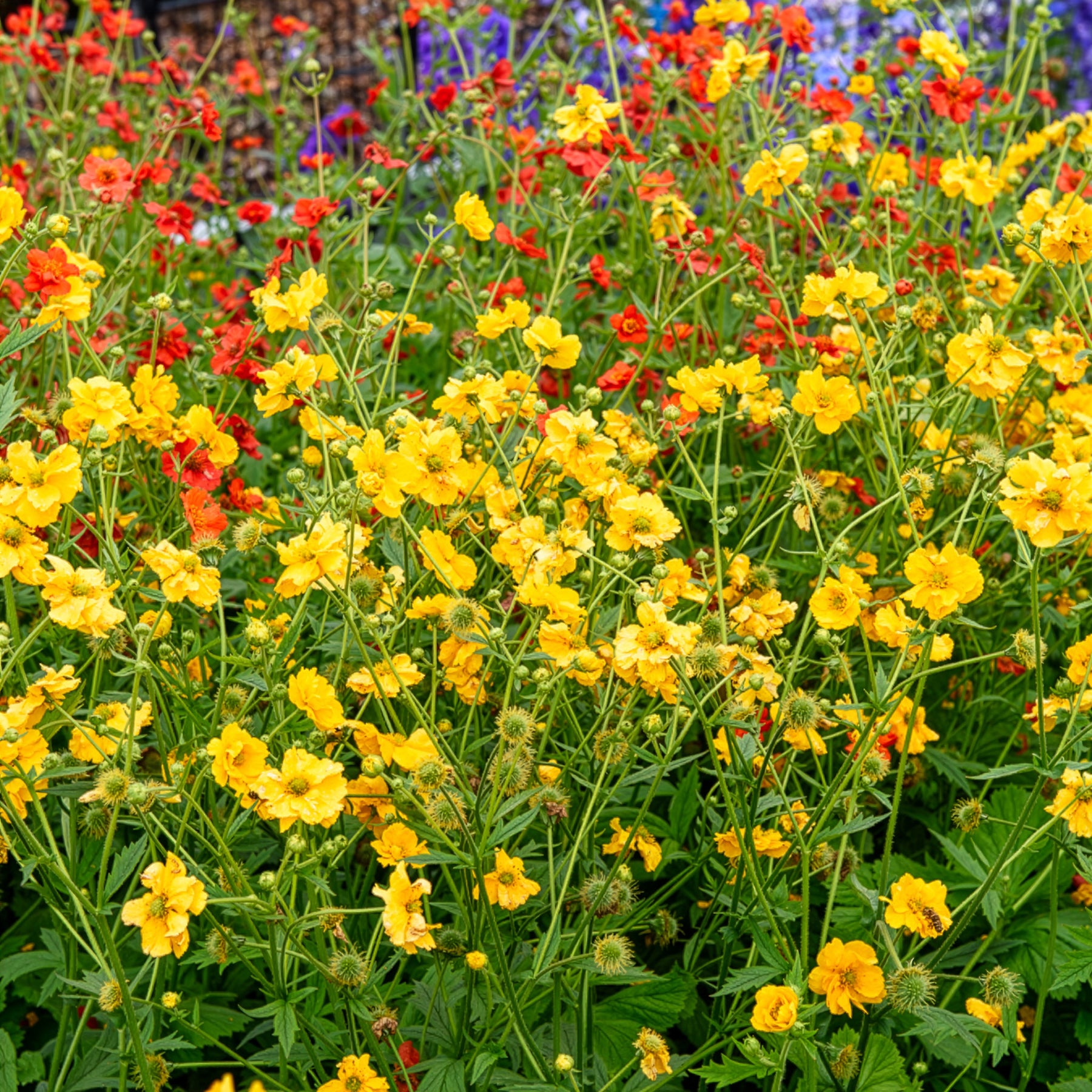 Benoîte - Benoîte Lady Stratheden - Geum chiloense Lady Stratheden