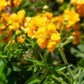 Benoîte Lady Stratheden - Geum chiloense Lady Stratheden - Willemse