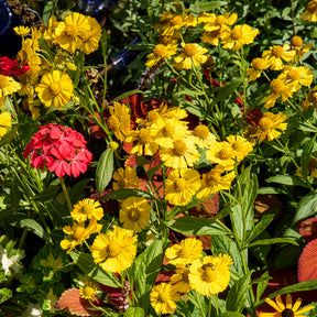 Helenium kanaria - Hélénie Kanaria - Hélénie