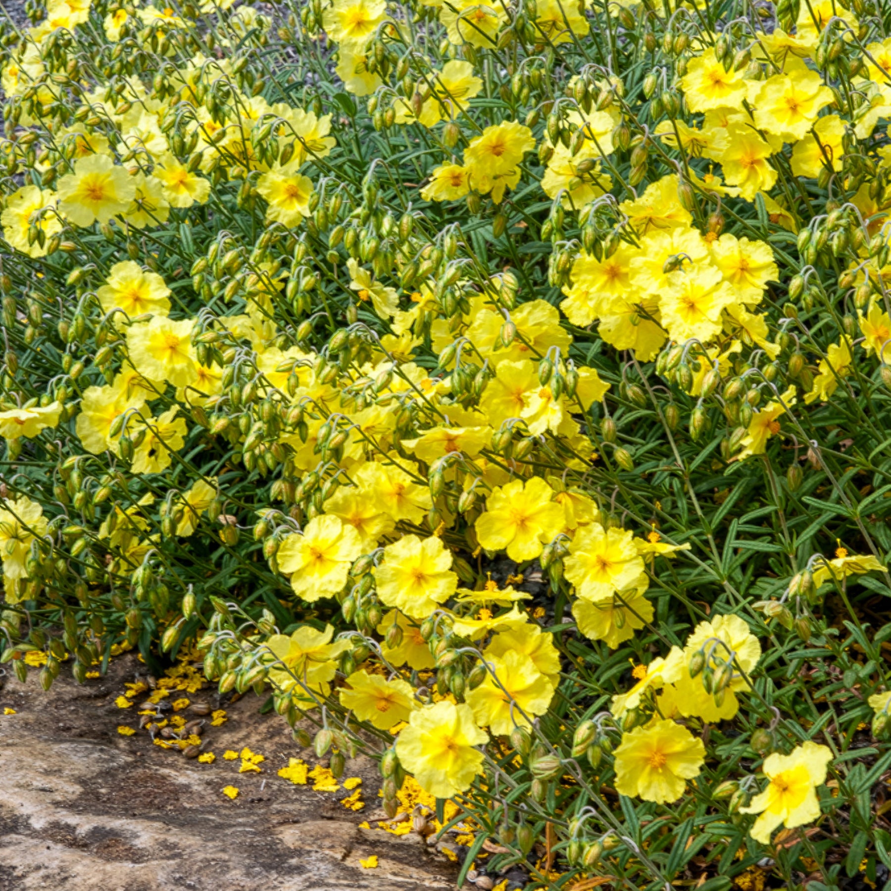 Hélianthème Wisley Primrose - Willemse