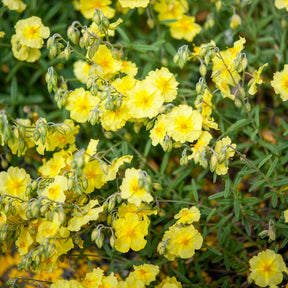 Helianthemum Wisley Primrose - Hélianthème Wisley Primrose - Hélianthèmes