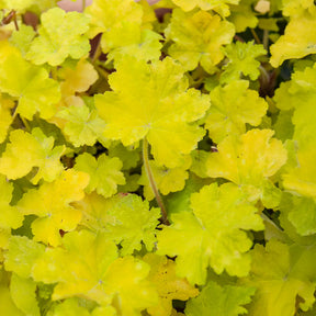 Heuchera citronelle ® - Heuchère Citronelle ® - Heuchères
