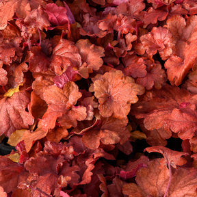 Heuchera Fire Alarm - Heuchera Fire Alarm - Heuchères