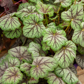 Heuchera green spice - Heuchère Green Spice - Heuchères
