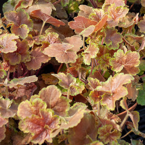 Heuchère Miracle ® - Heuchera miracle ® - Willemse