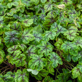 Heucherella Tapestry - Willemse