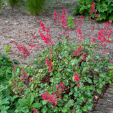 Heuchère sanguine Leuchtkäfer - Willemse
