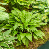 Hosta Little Red Rooster - Willemse