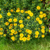 Aunée à feuille en épée - Willemse