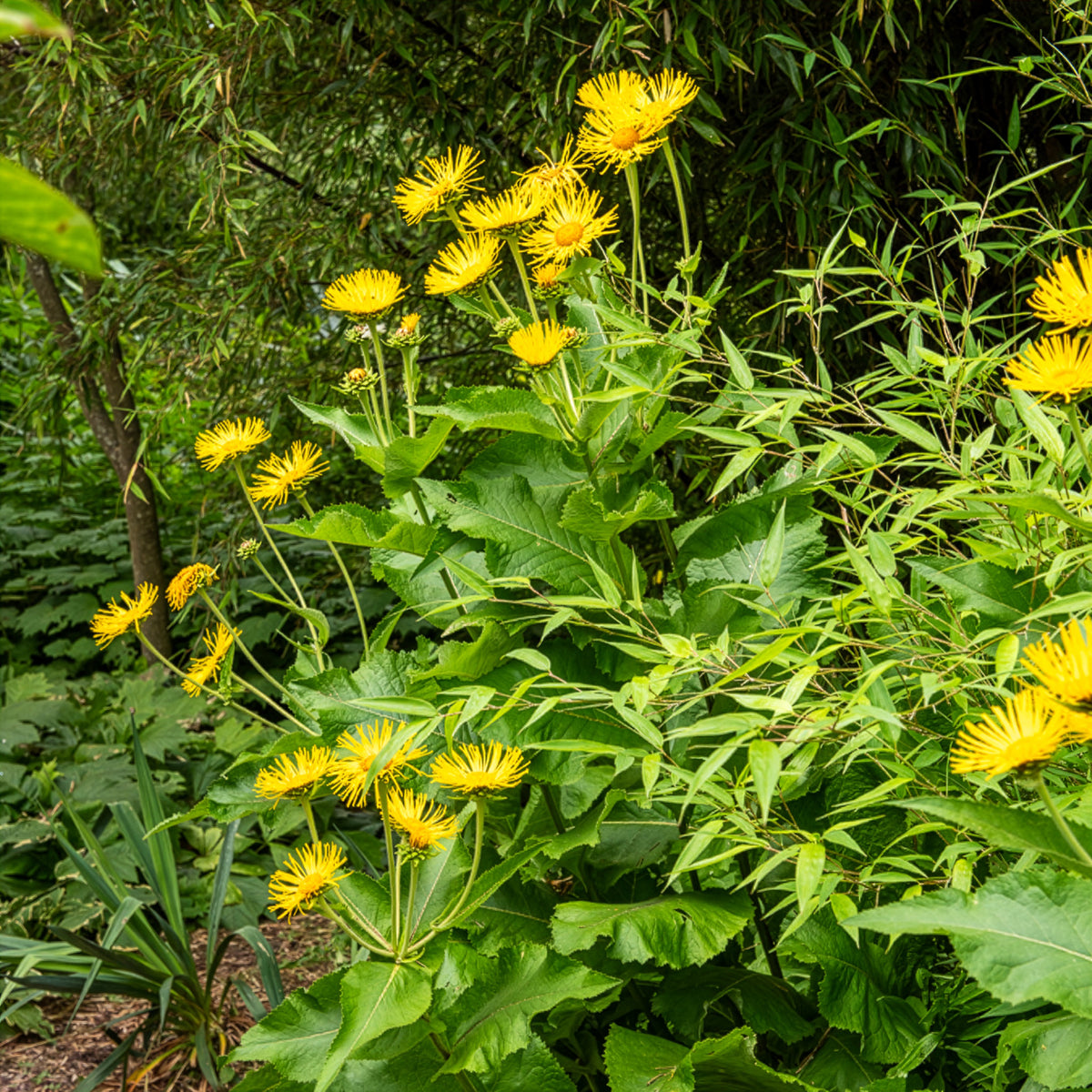Aunée magnifique - Inula magnifica - Willemse