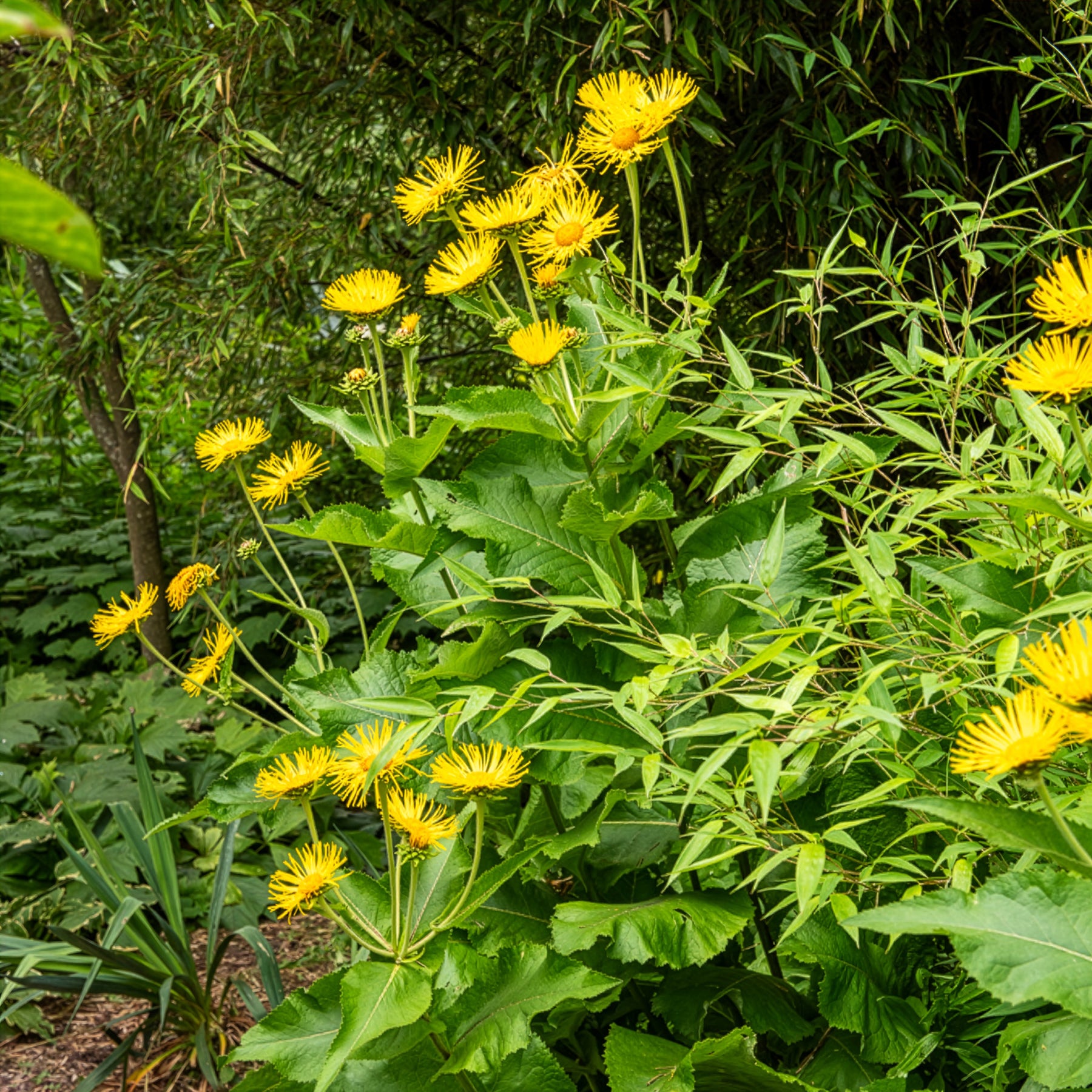 Aunée magnifique - Inula magnifica - Willemse