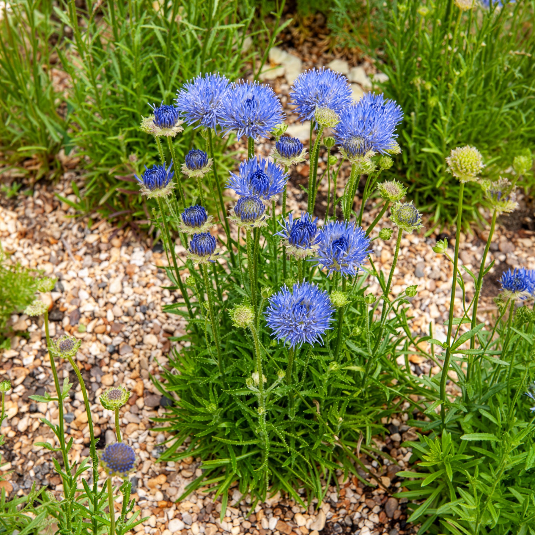 Vivaces sauvages - Jasione lisse Blaulicht - Jasione laevis