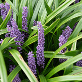 Liriope muscari - Willemse