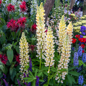 Lupin Chandelier - Willemse