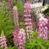 Lupin Gallery Pink - Willemse