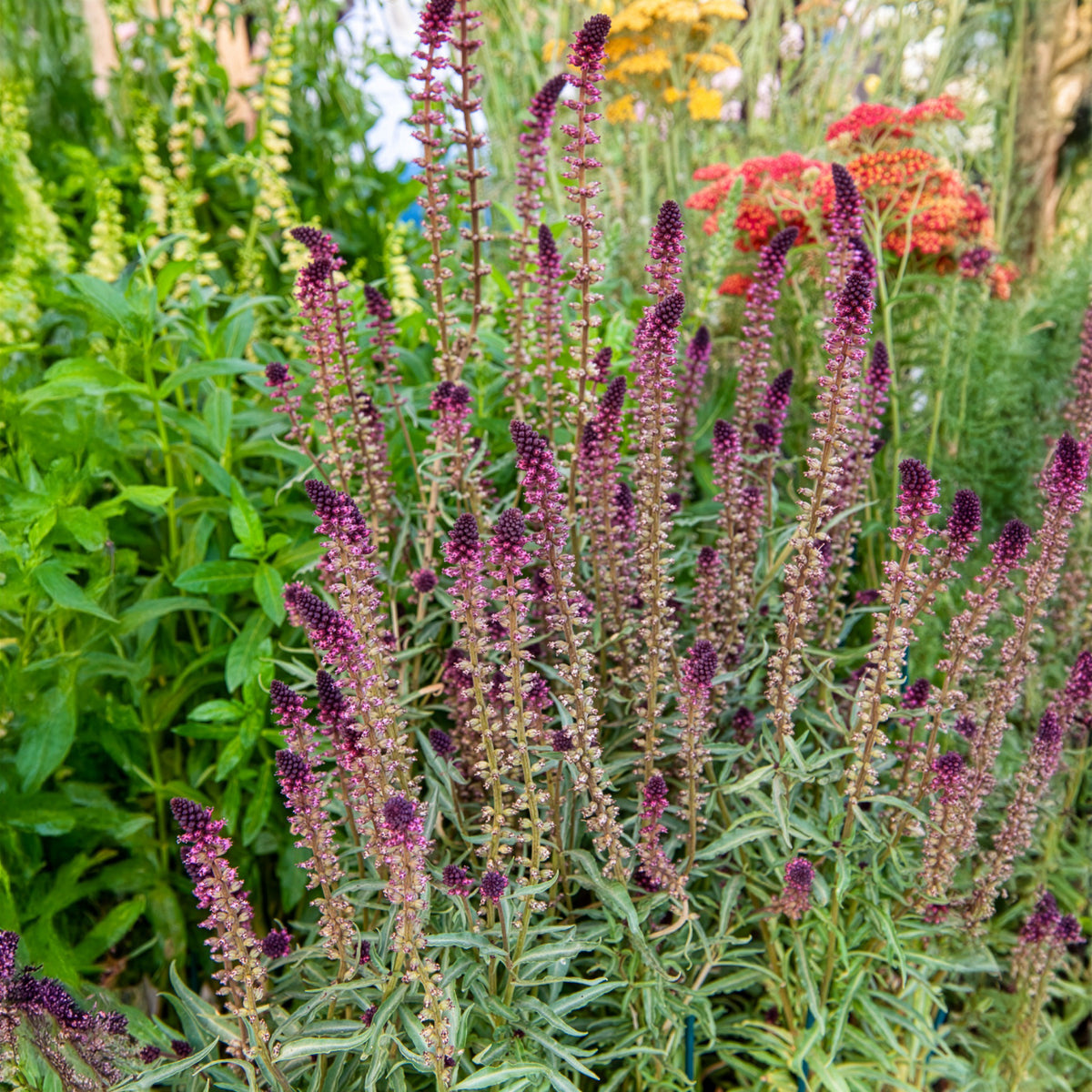 Lysimaque pourpre - Willemse