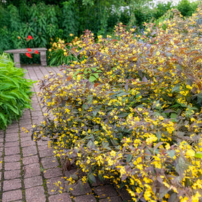 Lysimaque ciliée Firecracker - Lysimachia ciliata Firecracker - Willemse