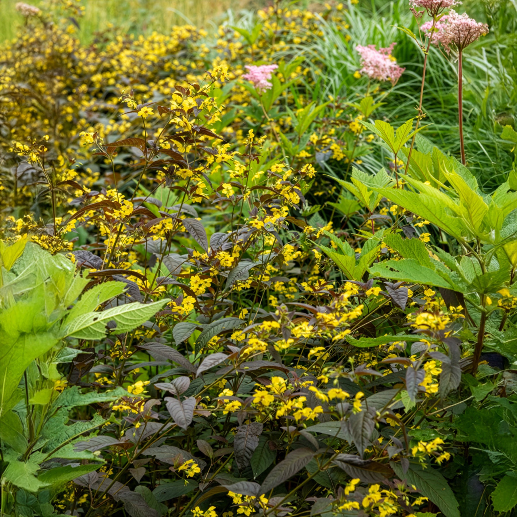 Lysimachia ciliata Firecracker - Lysimaque ciliée Firecracker - Lysimaque