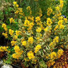 Lysimaque ponctuée Alexander - Lysimachia punctata Alexander - Willemse