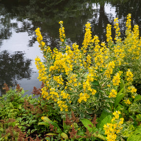 Lysimaque - Lysimaque ponctuée Alexander - Lysimachia punctata Alexander