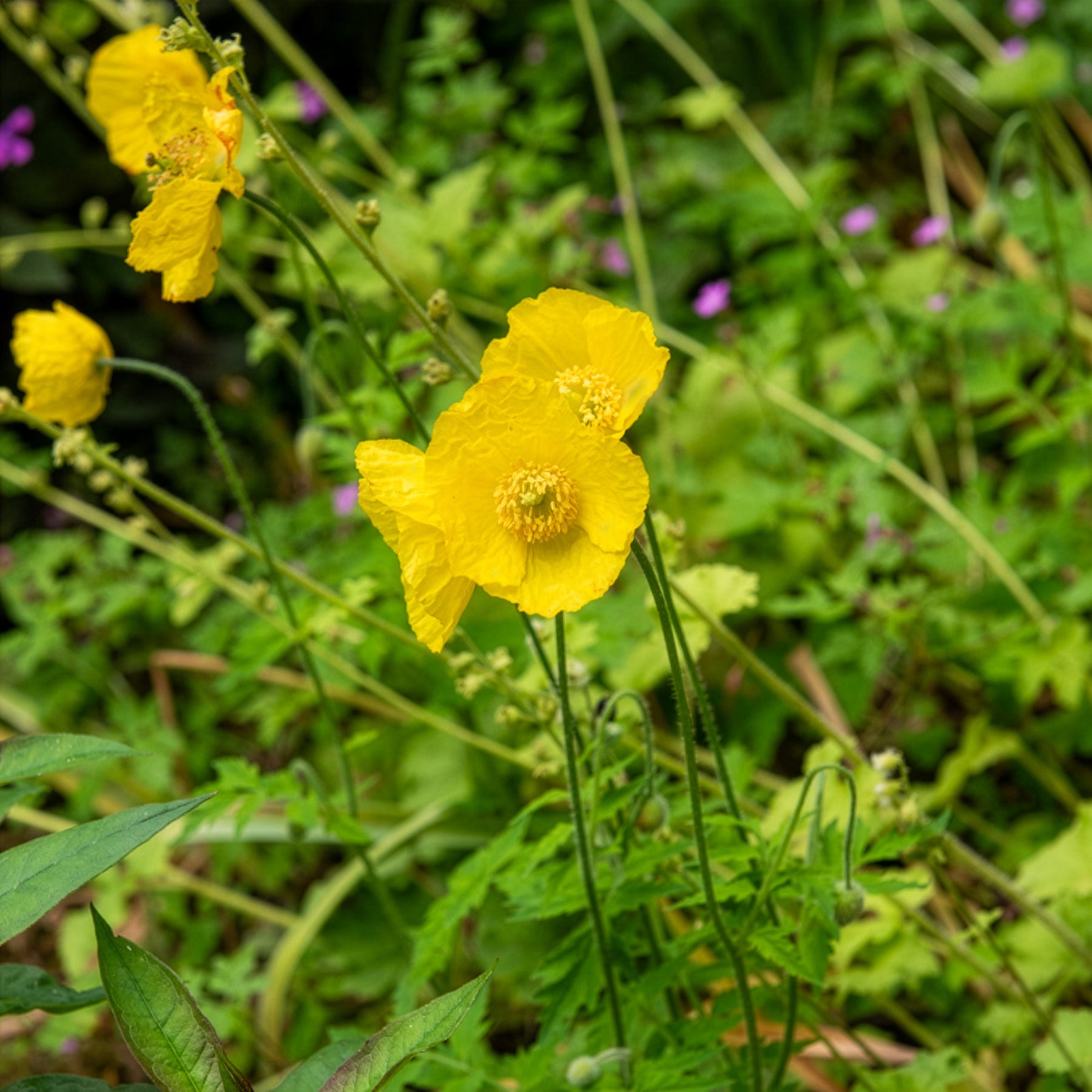 Meconopsis cambrica - Pavot du Pays de Galles - Pavot d'Orient
