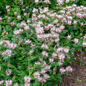 Monarda bradburiana - Monarde bradburiana Bergamote sauvage - Monarde