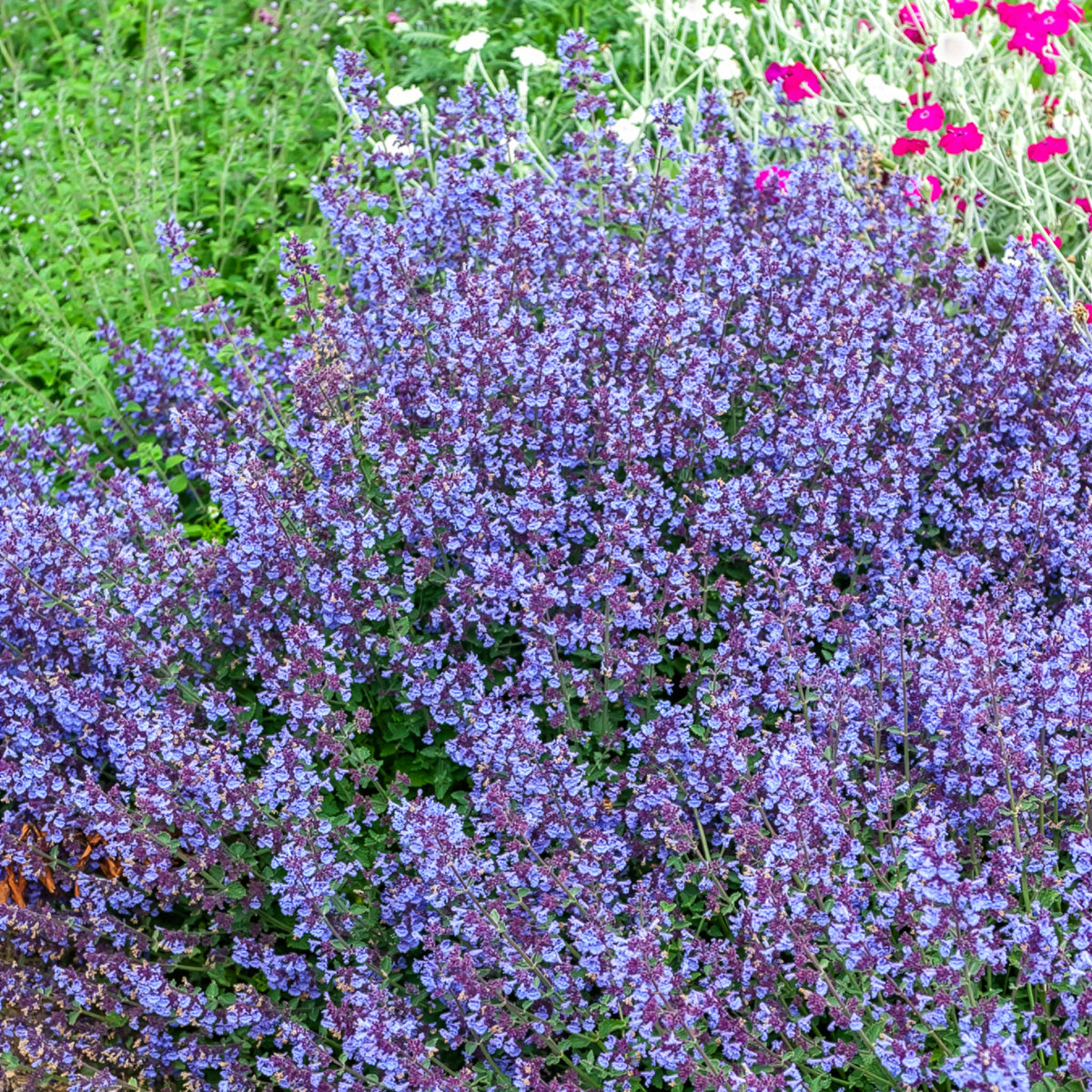 Nepeta Kit Cat - Nepeta Kit Cat - Willemse