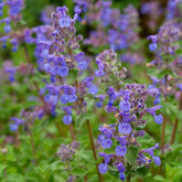 Nepeta mussinii - Willemse