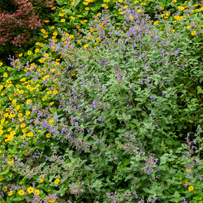 Nepeta - Nepeta mussinii - Nepeta mussinii