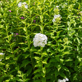 Phlox paniculé Fujiyama