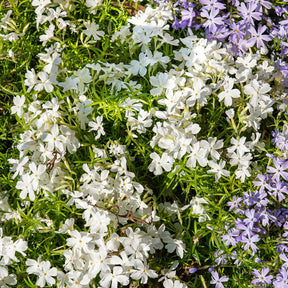 Phlox mousse White Delight - Willemse