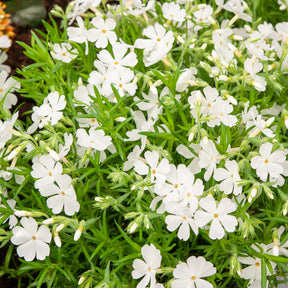 Phlox - Phlox mousse White Delight - Phlox subulata White Delight