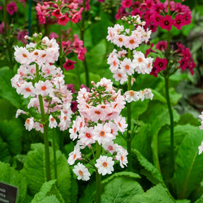 Primula japonica Apple Blossom - Primevère du Japon Apple Blossom - Primevère
