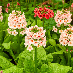 Primevère - Primevère du Japon Apple Blossom - Primula japonica Apple Blossom