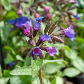 Pulmonaria saccharata Majeste - Pulmonaire Majesté - Pulmonaire