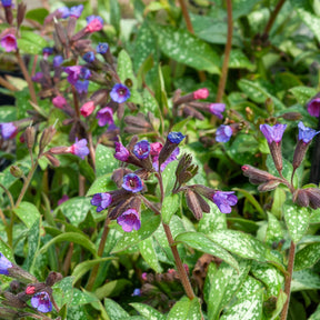 Pulmonaire Majesté - Pulmonaria saccharata Majeste - Willemse