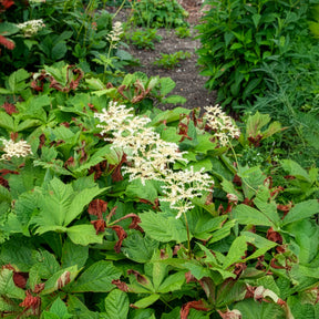 Rodgersia podophylla - Rodgersia à feuilles larges - Rodgersia