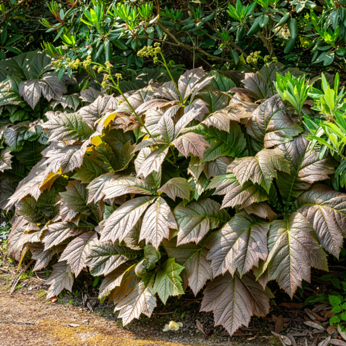 Rodgersia à feuilles larges - Rodgersia podophylla - Willemse