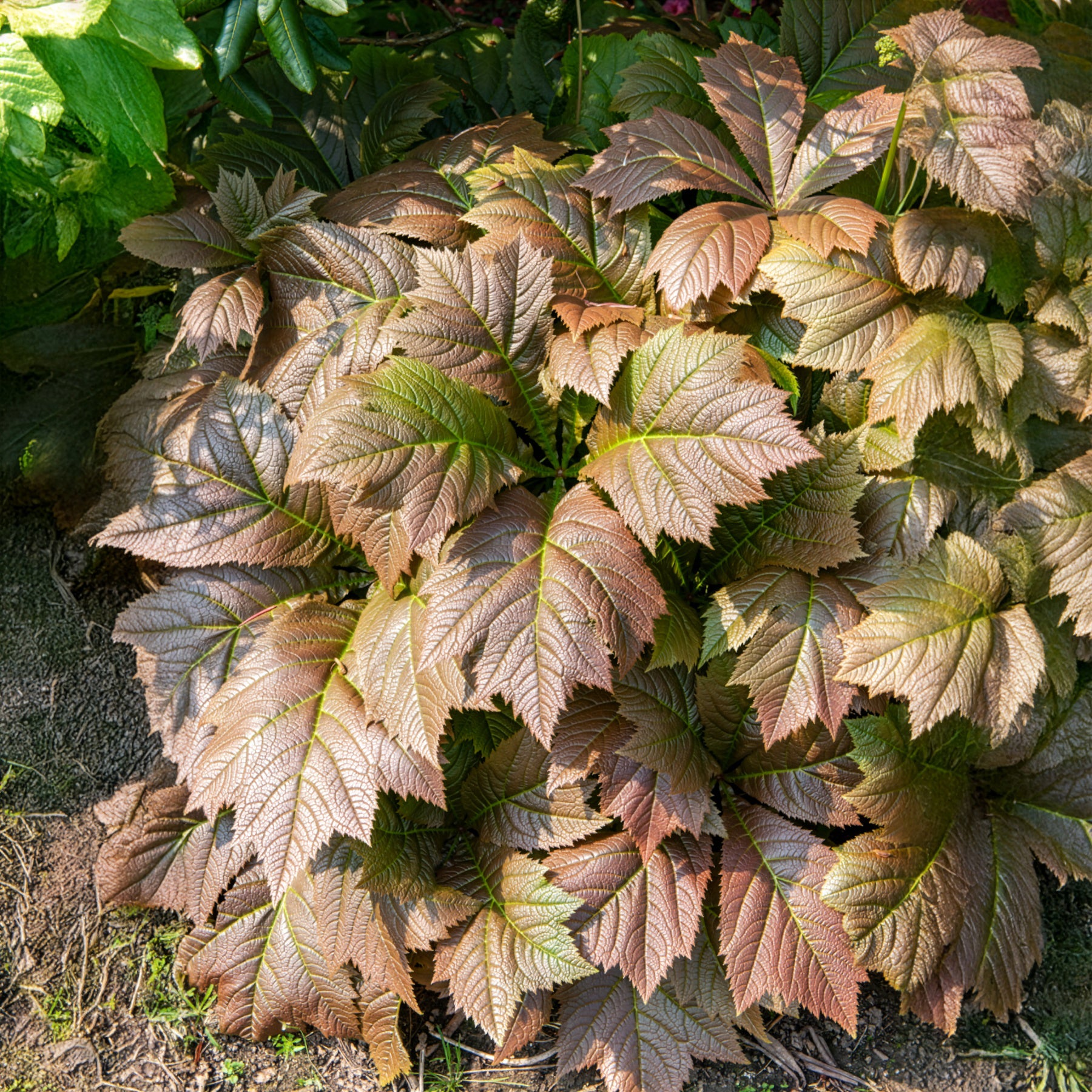 Rodgersia à feuilles larges - Willemse