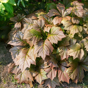 Rodgersia à feuilles larges - Willemse
