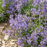 Sauge à feuilles de lavande - Willemse