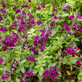 Sauges - Sauge papillon de nuit - Salvia Nachtvlinder