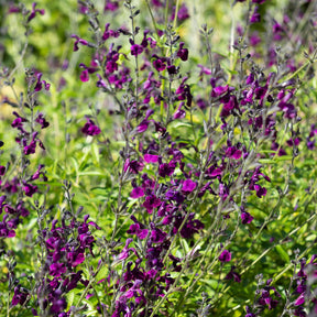 Vente Sauge papillon de nuit - Salvia Nachtvlinder