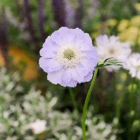 Scabieuse - Scabieuse du Caucase Perfecta - Scabiosa caucasica perfecta